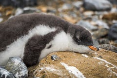 Adelie penguin on rock spattered with guano stock images Adelie penguin on rock spattered with guano stock images