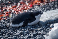 Adelie penguin in sunshine lying on shingle royalty free stock photo Adelie penguin in sunshine lying on shingle royalty free stock photo