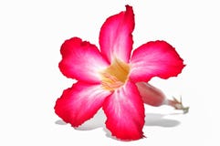 Adenium flowers isolated on white background royalty free stock photo Adenium flowers isolated on white background royalty free stock photo