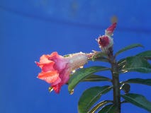 Adenium a K ein Kamboja Jepang lizenzfreie stockbilder Adenium a K ein Kamboja Jepang lizenzfreie stockbilder