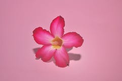 Adeniumblommor som isoleras p? rosa bakgrund royaltyfria foton Adeniumblommor som isoleras p? rosa bakgrund royaltyfria foton