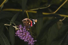 Admiraalvlinder Butterfly stock afbeeldingen Admiraalvlinder Butterfly stock afbeeldingen