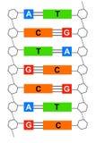 ADN