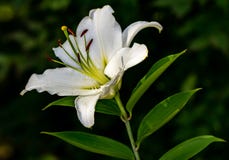 Ładny lilium kwiat zdjęcia royalty free Ładny lilium kwiat zdjęcia royalty free