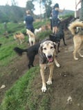 Adoptera lyckan royaltyfri bild Adoptera lyckan royaltyfri bild