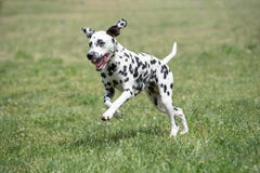 Adorable black Dalmatian dog outdoors in summer stock photography Adorable black Dalmatian dog outdoors in summer stock photography