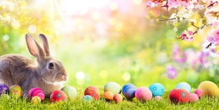 Adorable Bunny With Easter Eggs
