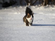 Adorable Cat On A Snow Stock Photography
