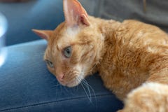 Adorable curly cat Ural Rex lies on the leg of the owner stock photo Adorable curly cat Ural Rex lies on the leg of the owner stock photo