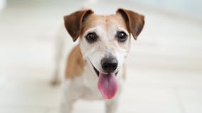 Adorable dog jack russell terrier looking to the camera