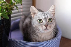 Adorable gray tabby cat with green eyes is sitting on a cat bed near to a window and pot plant and looking to the camera royalty free stock photo Adorable gray tabby cat with green eyes is sitting on a cat bed near to a window and pot plant and looking to the camera royalty free stock photo