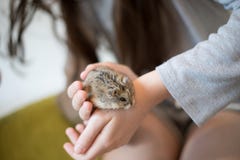 An adorable hamster crawling around in a girls hands. stock photos An adorable hamster crawling around in a girls hands. stock photos