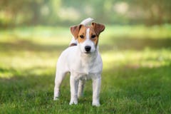 Adorable jack russell terrier dog outdoors royalty free stock photo Adorable jack russell terrier dog outdoors royalty free stock photo