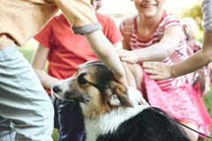 Adorable Little Kids Petting And Playing With Welsh Corgi Dog On The Grass In The Park. Stock Photography