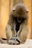 Large monkey taking a nap on his perch at zoo with wood background royalty free stock photography Large monkey taking a nap on his perch at zoo with wood background royalty free stock photography