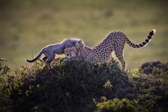 Adorable shot of a little cheetah on its mother's back standing on a height. An adorable shot of a little cheetah on its mother's back standing on a