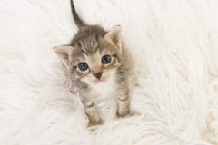 Three weeks old tabby baby cat looking up sitting on a white fur seen from a high angle view Stock Image Three weeks old tabby baby cat looking up sitting on a white fur seen from a high angle view Stock Image