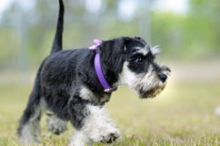 Cute black silver Miniature Schnauzer puppy dog exploring outdoors stock photos Cute black silver Miniature Schnauzer puppy dog exploring outdoors stock photos