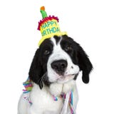 Adorable, vigilant, bébé, grandes pattes, anniversaire, gâteau d'anniversaire, noir, lapsus en public, courageux, race, bougie, c photo stock Adorable, vigilant, bébé, grandes pattes, anniversaire, gâteau d'anniversaire, noir, lapsus en public, courageux, race, bougie, c photo stock