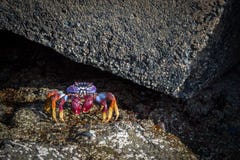 Adscensionis Grapsus - κόκκινο καβούρι βράχου, που στέκεται σε έναν βράχο στο Πουέρτο Ρίκο, θλγραν θλθαναρηα, Ισπανία στοκ εικόνα με δικαίωμα ελεύθερης χρήσης Adscensionis Grapsus - κόκκινο καβούρι βράχου, που στέκεται σε έναν βράχο στο Πουέρτο Ρίκο, θλγραν θλθαναρηα, Ισπανία στοκ εικόνα με δικαίωμα ελεύθερης χρήσης