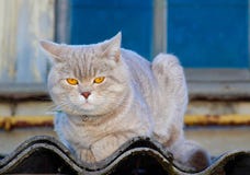 British cat with bright eyes royalty free stock photography British cat with bright eyes royalty free stock photography
