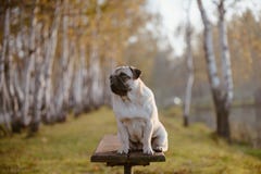 An adult dog, pug, female is sitting on a bench in a park during sunset and golden hour stock photos An adult dog, pug, female is sitting on a bench in a park during sunset and golden hour stock photos