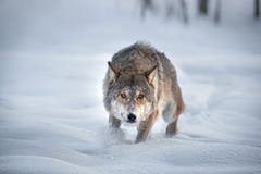 An Adult European Timber Wolf Runs Through The Freshly Fallen Snow Right At You. Angry Gray Wolf In Search Of Prey. Wolf`s Gaze. P