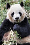 Adult Giant Panda eating bamboo, Chengdu China Stock Photo Adult Giant Panda eating bamboo, Chengdu China Stock Photo