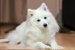 Adult japanese spitz royalty free stock photography Adult japanese spitz royalty free stock photography