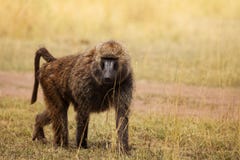Adult Olive baboon foraging in arid grassland royalty free stock photography Adult Olive baboon foraging in arid grassland royalty free stock photography
