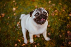 An adult cute dog, pug is standing on green grass in a park, field or a meadow with a happy, smiling face, looking up stock photos An adult cute dog, pug is standing on green grass in a park, field or a meadow with a happy, smiling face, looking up stock photos