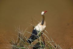 Stork wading in the river, Silves, Portugal. Royalty Free Stock Image Stork wading in the river, Silves, Portugal. Royalty Free Stock Image