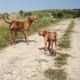 Adult Vizsla Dog With A Puppy Royalty Free Stock Images
