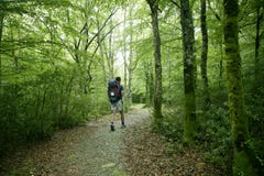 Adventure hiking on beech forest of Pyrenees