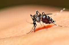 Aedes mosquito sucking