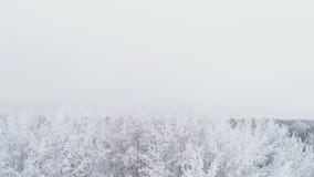 AERIAL. Cinematic unveiling drone shot of frosted white trees in cold winter. Space for text, suitable for movie intro background. stock footage AERIAL. Cinematic unveiling drone shot of frosted white trees in cold winter. Space for text, suitable for movie intro background. stock footage