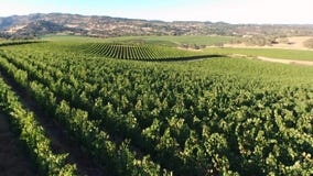 Aerial panorama vineyard