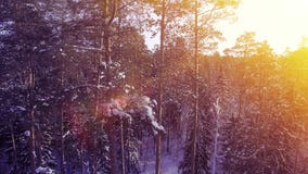 AERIAL Sun light winter warm sunset fly among pine snow tree forest beautiful nice north shot 4k uhd