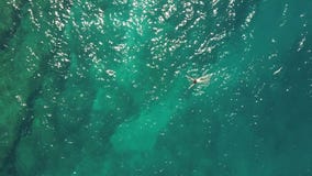 Aerial top down view of a girl in a white swimsuit swimming in the sea royalty free stock photography Aerial top down view of a girl in a white swimsuit swimming in the sea royalty free stock photography