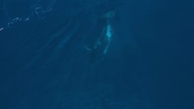 Aerial top 4k shot of big blue ocean whale deep under water swimming around stock video Aerial top 4k shot of big blue ocean whale deep under water swimming around stock video