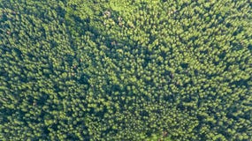 Aerial Top View Of Forest Landscape From Above, Pine Trees Nature Background Stock Photography Aerial Top View Of Forest Landscape From Above, Pine Trees Nature Background Stock Photography