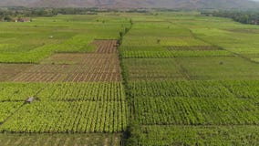 Agricultural land in indonesia