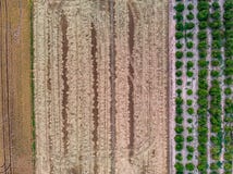 Aerial view creating texture of rice fields and orange trees royalty free stock photography Aerial view creating texture of rice fields and orange trees royalty free stock photography