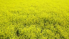 Aerial view drone flight footage of blooming yelloa rapeseed field, canola flowers