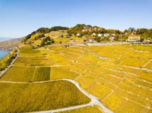 Aerial view with drone over vineyards in golden autumn color, Lake Leman royalty free stock image Aerial view with drone over vineyards in golden autumn color, Lake Leman royalty free stock image