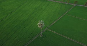Aerial view Drones fly around sugar palm trees and along footpath beside two paddy fields stock footage Aerial view Drones fly around sugar palm trees and along footpath beside two paddy fields stock footage