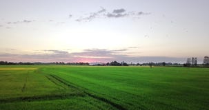 Aerial view flight over the paddy fields stock video footage Aerial view flight over the paddy fields stock video footage