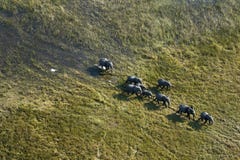 Aerial View Of African Elephant Herd Royalty Free Stock Image