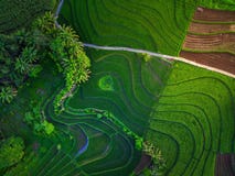 Aerial View Of Asia In Indonesian Rice Field Area With Green Rice Terraces Royalty Free Stock Photography
