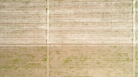 Aerial view over field of crop, premature stock images Aerial view over field of crop, premature stock images